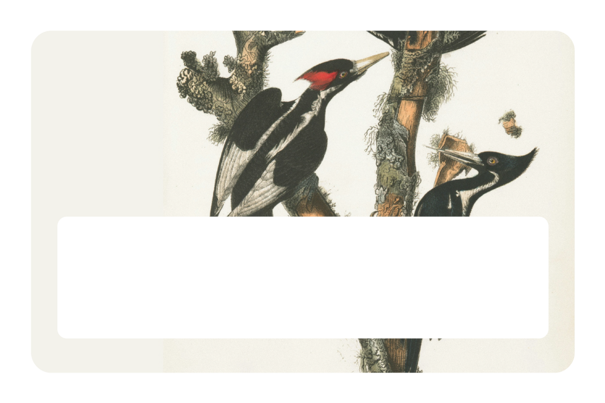 Wood Peckers