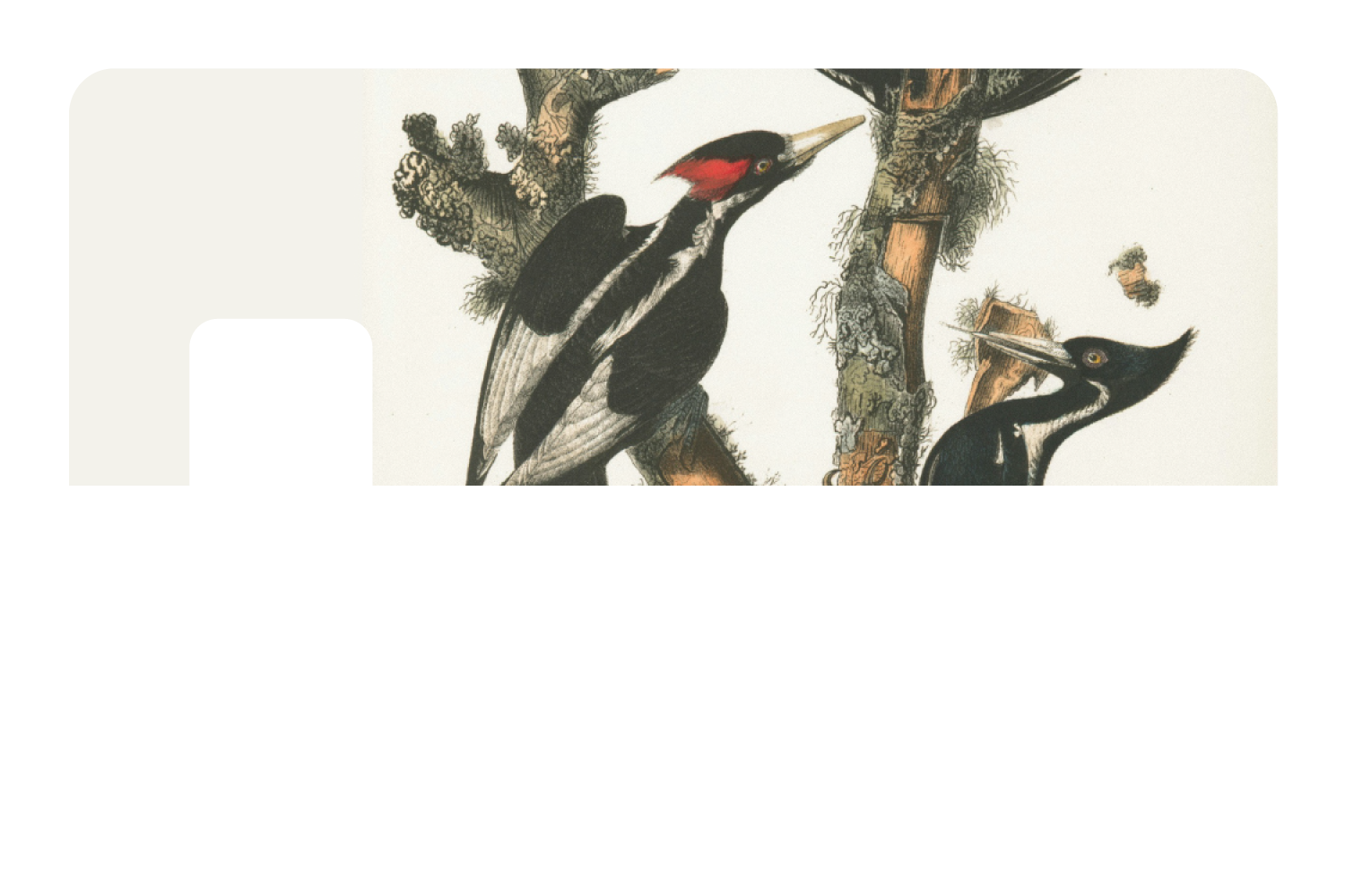 Wood Peckers