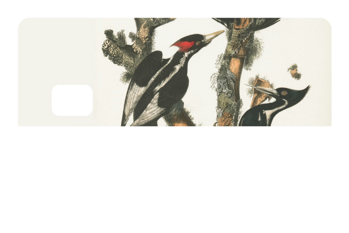 Wood Peckers