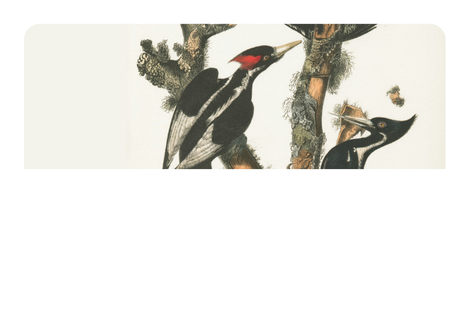 Wood Peckers