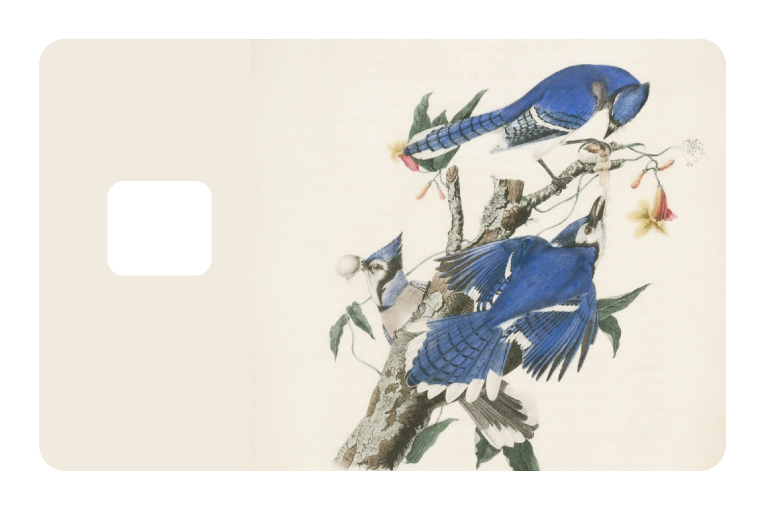 Blue Jays
