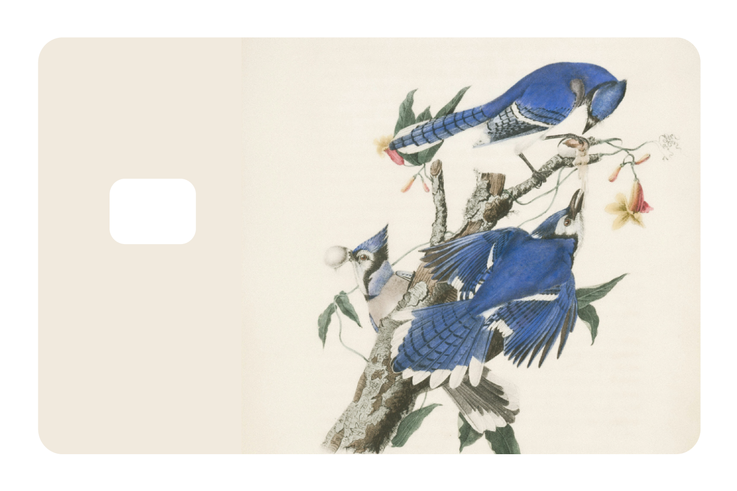 Blue Jays