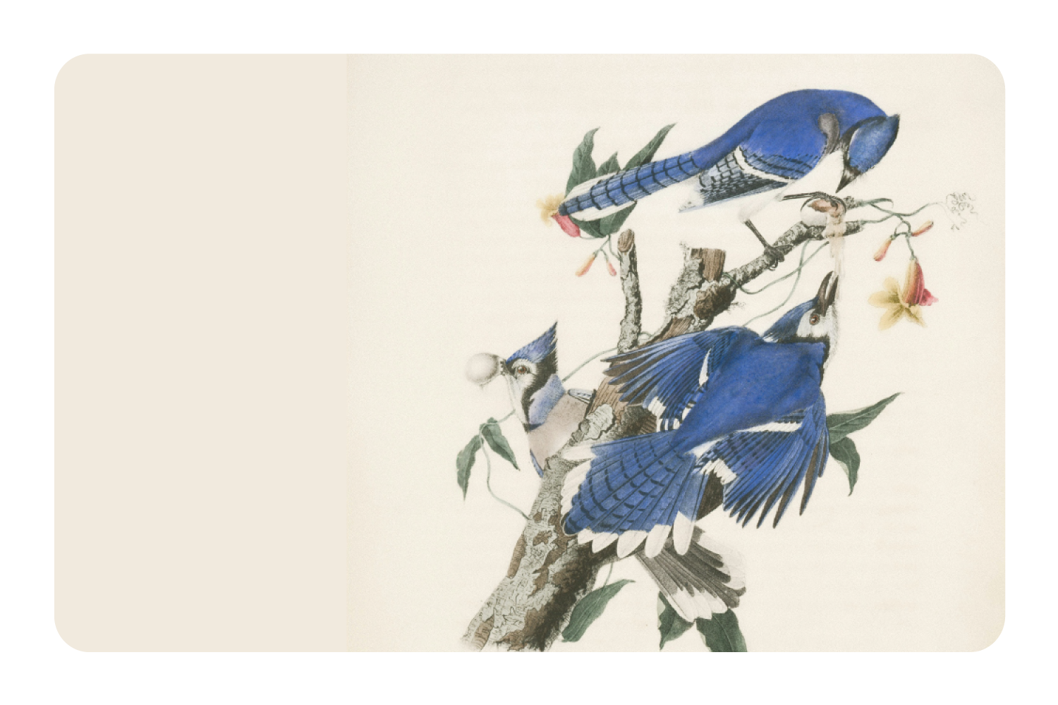 Blue Jays
