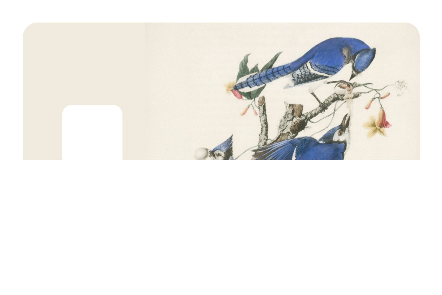 Blue Jays