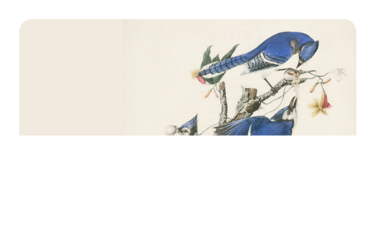 Blue Jays