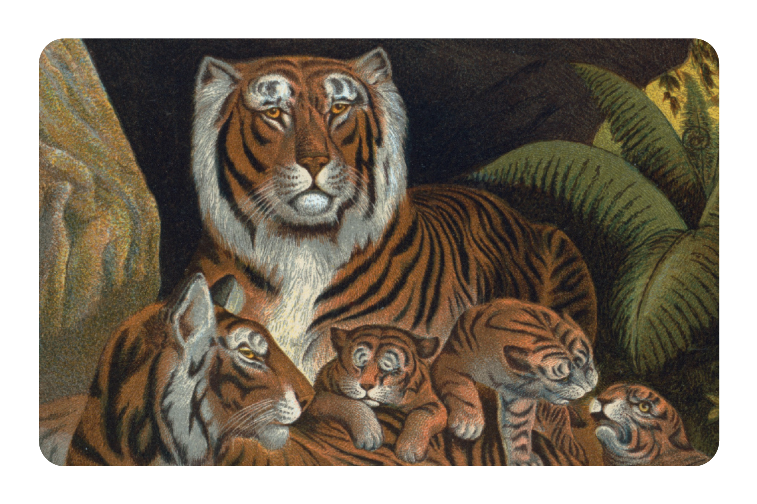 Tiger Family