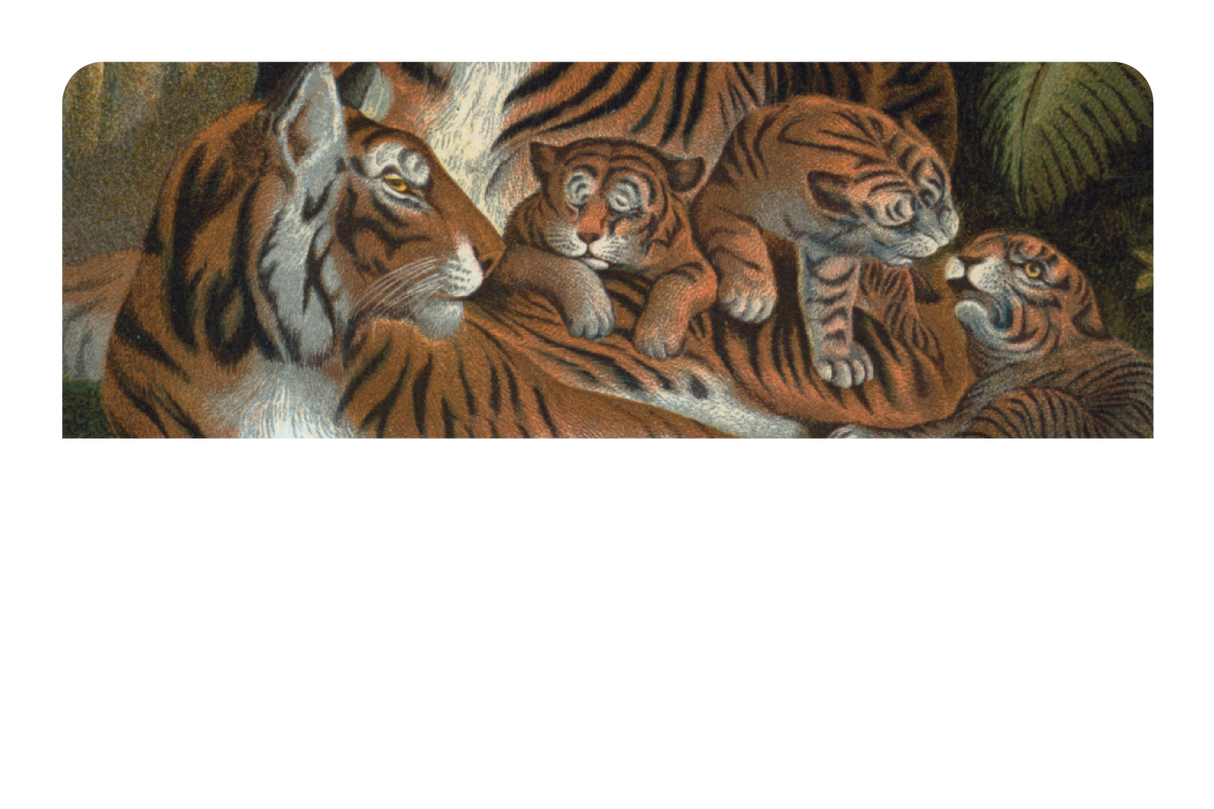 Tiger Family