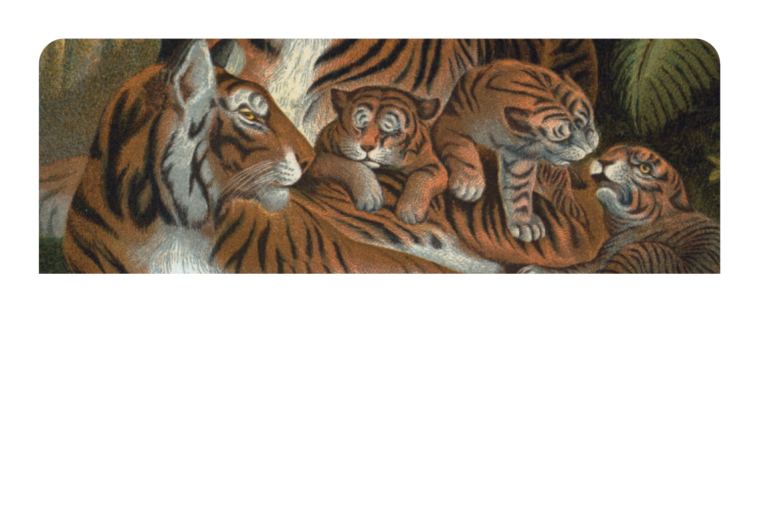 Tiger Family