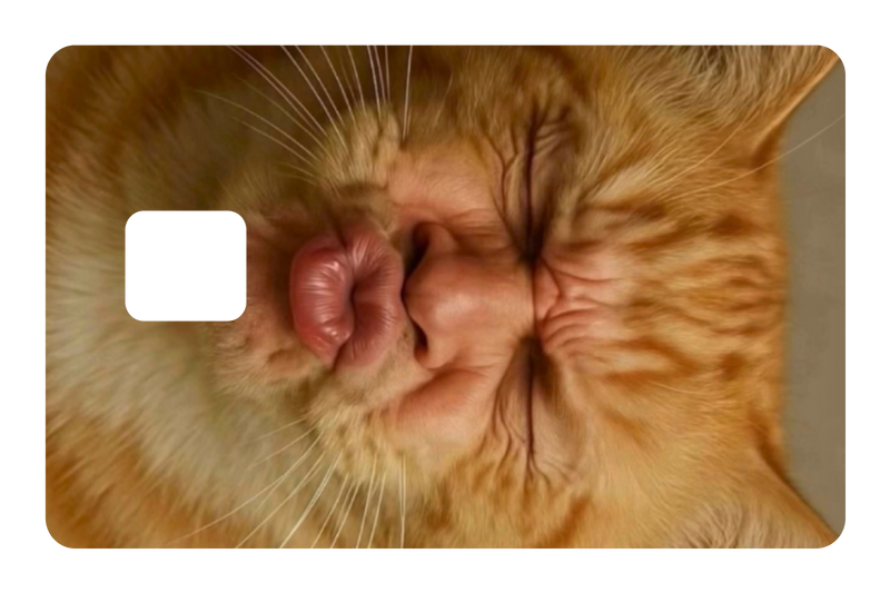 Kissy Cat