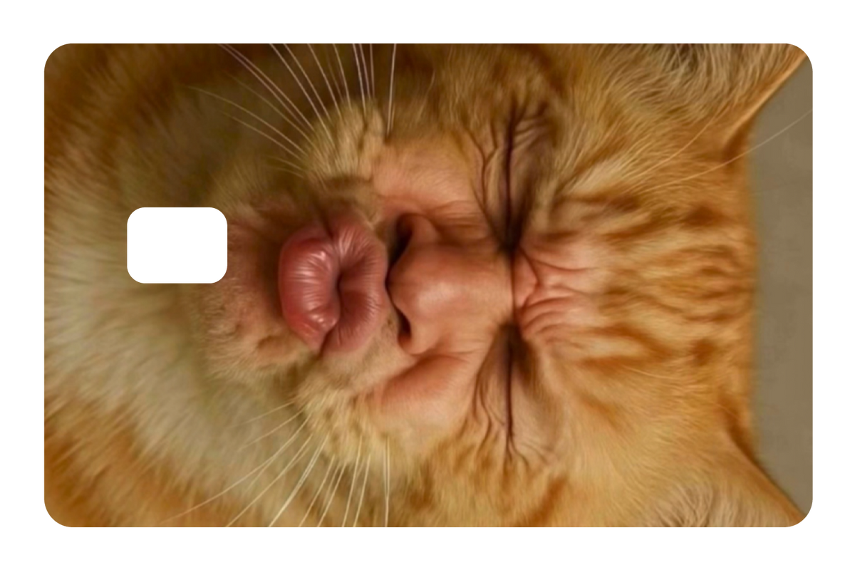Kissy Cat