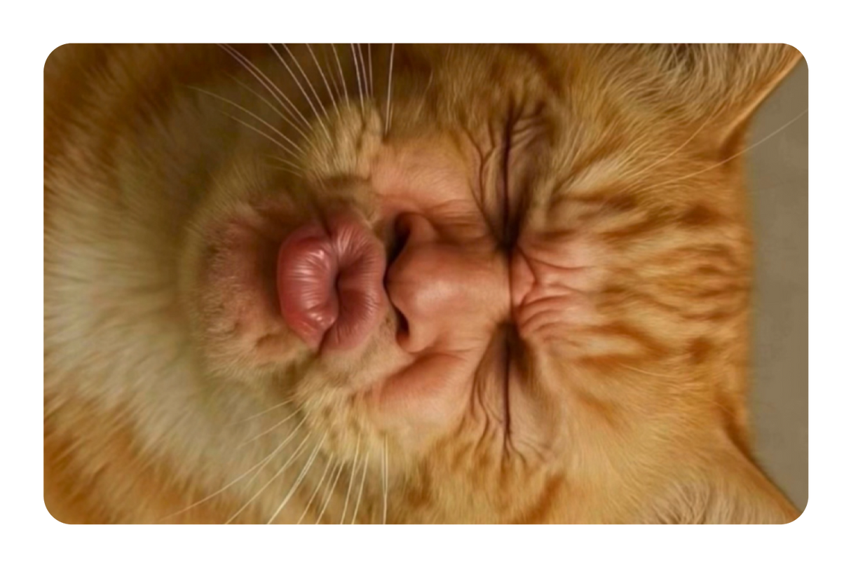 Kissy Cat