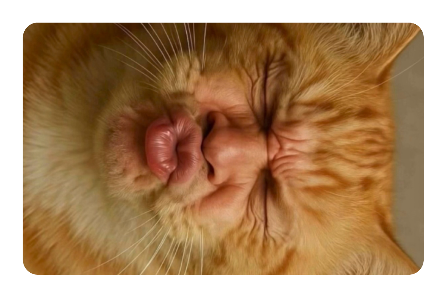 Kissy Cat