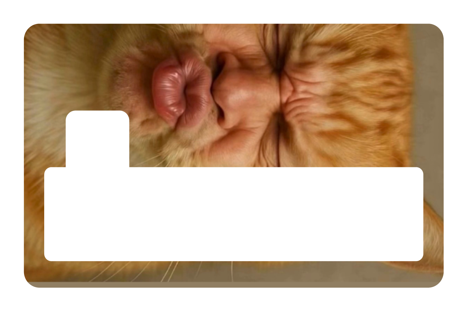 Kissy Cat