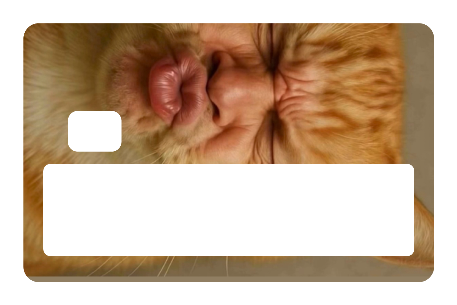 Kissy Cat