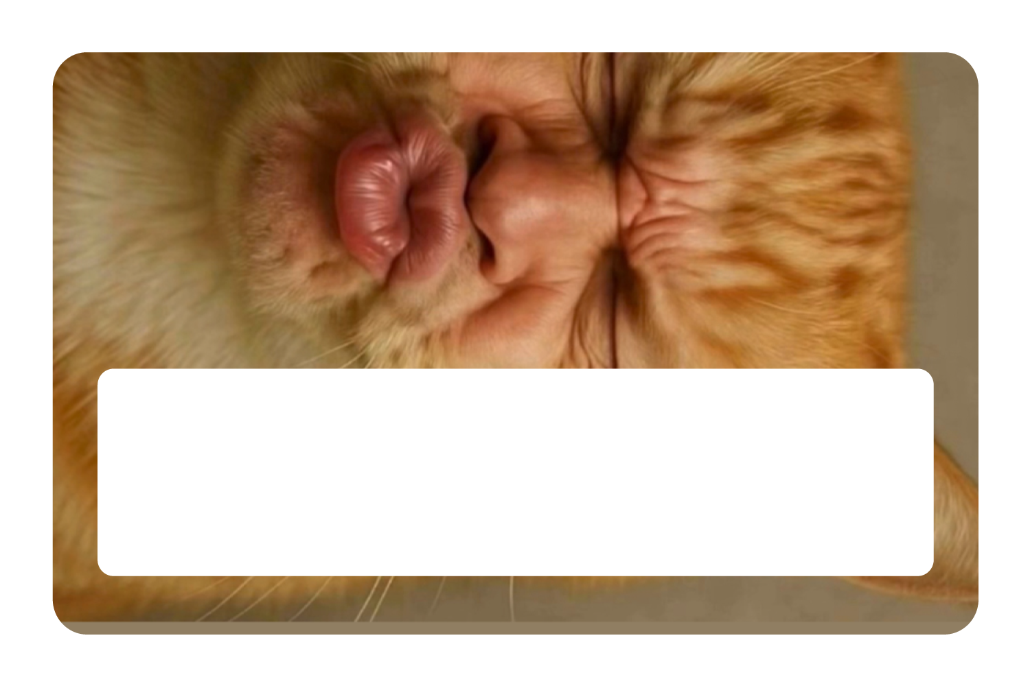 Kissy Cat