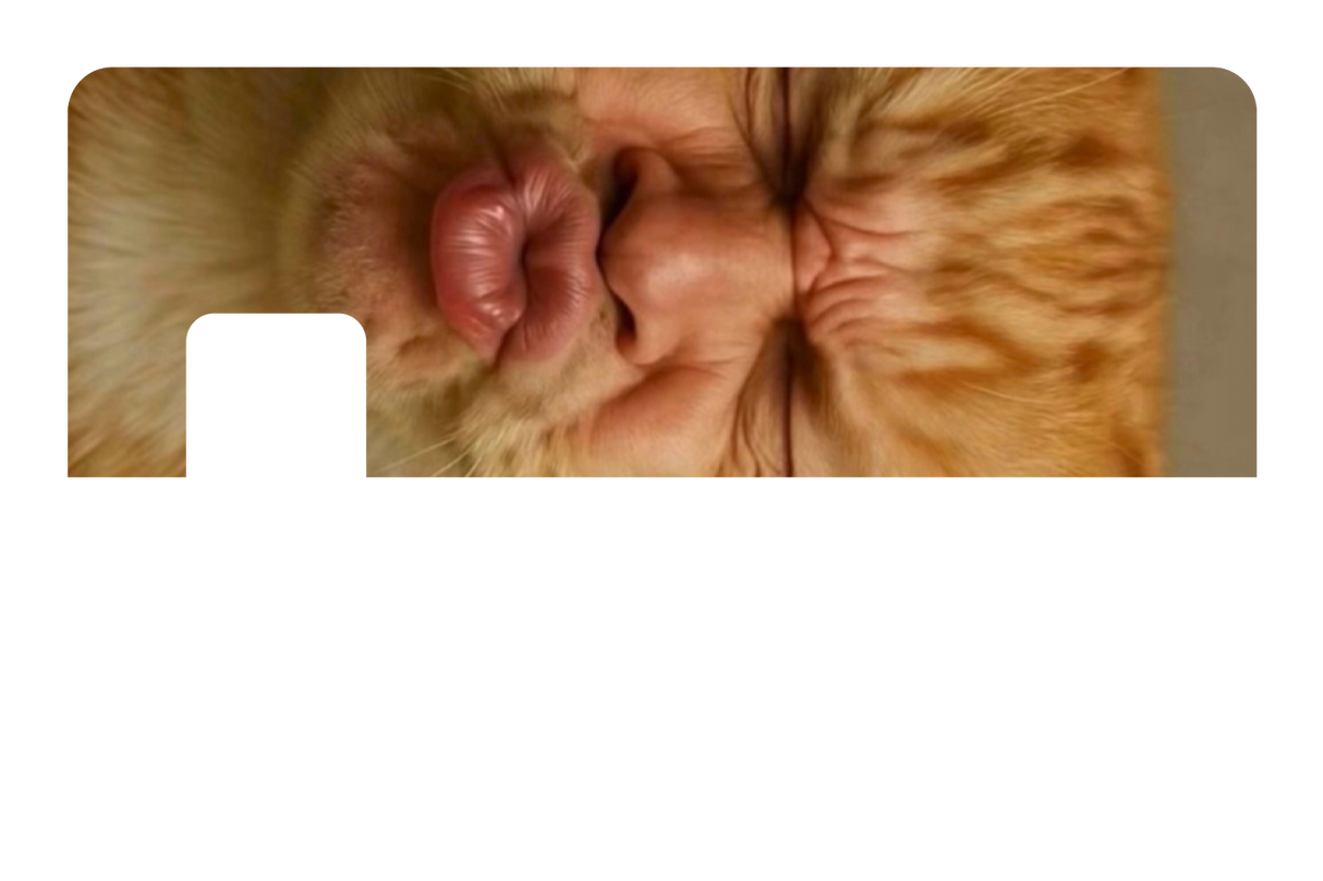 Kissy Cat