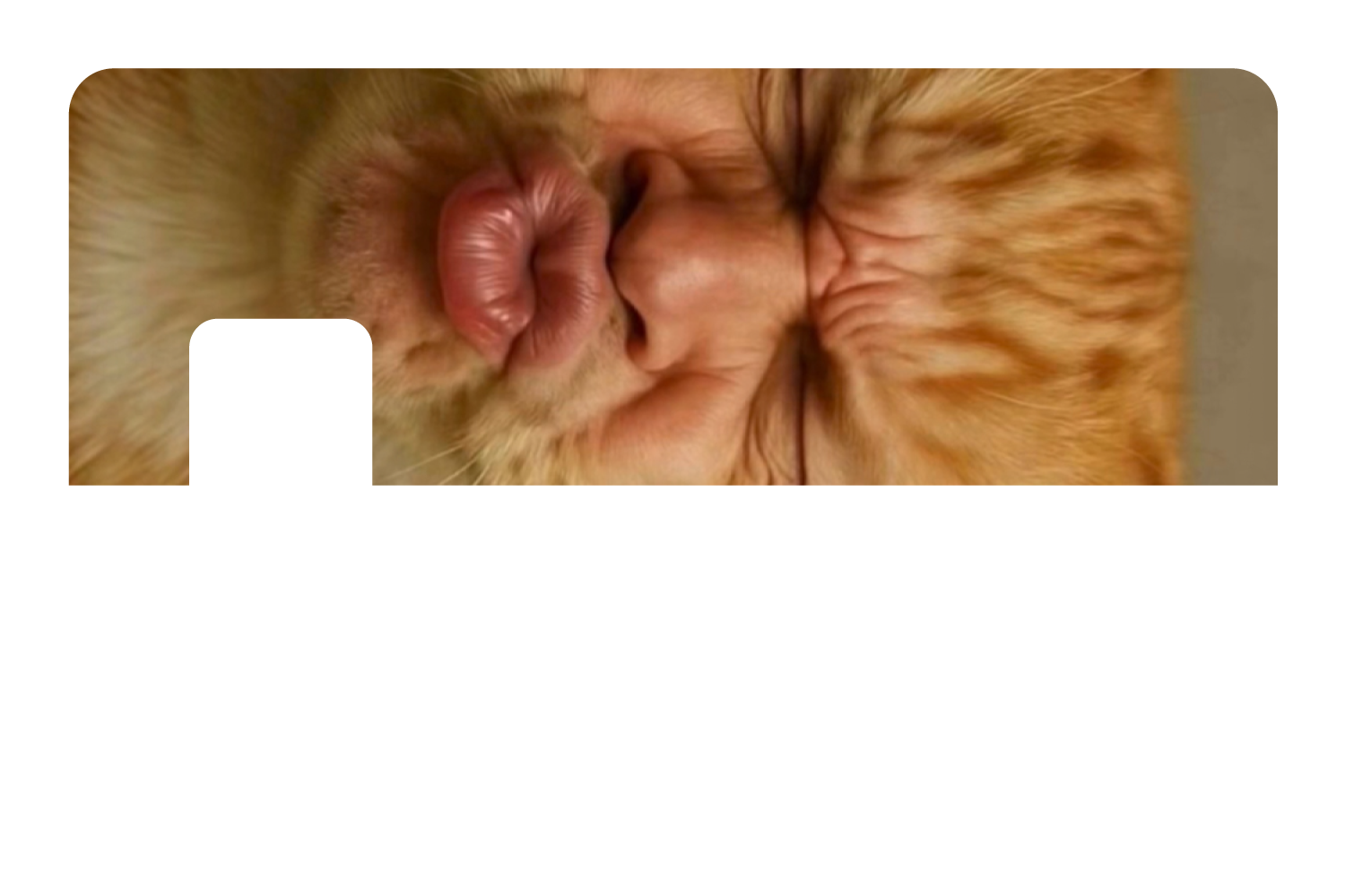 Kissy Cat