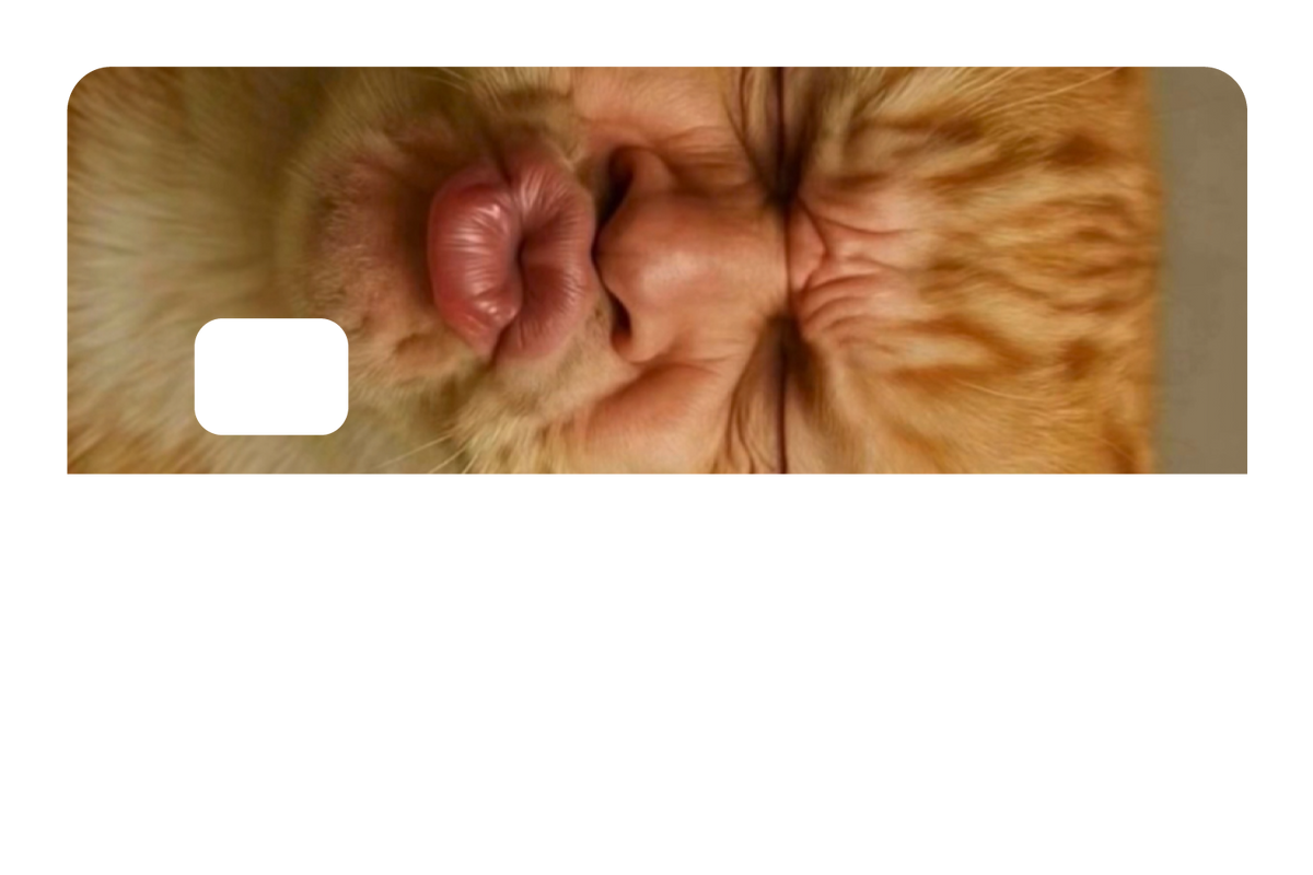 Kissy Cat