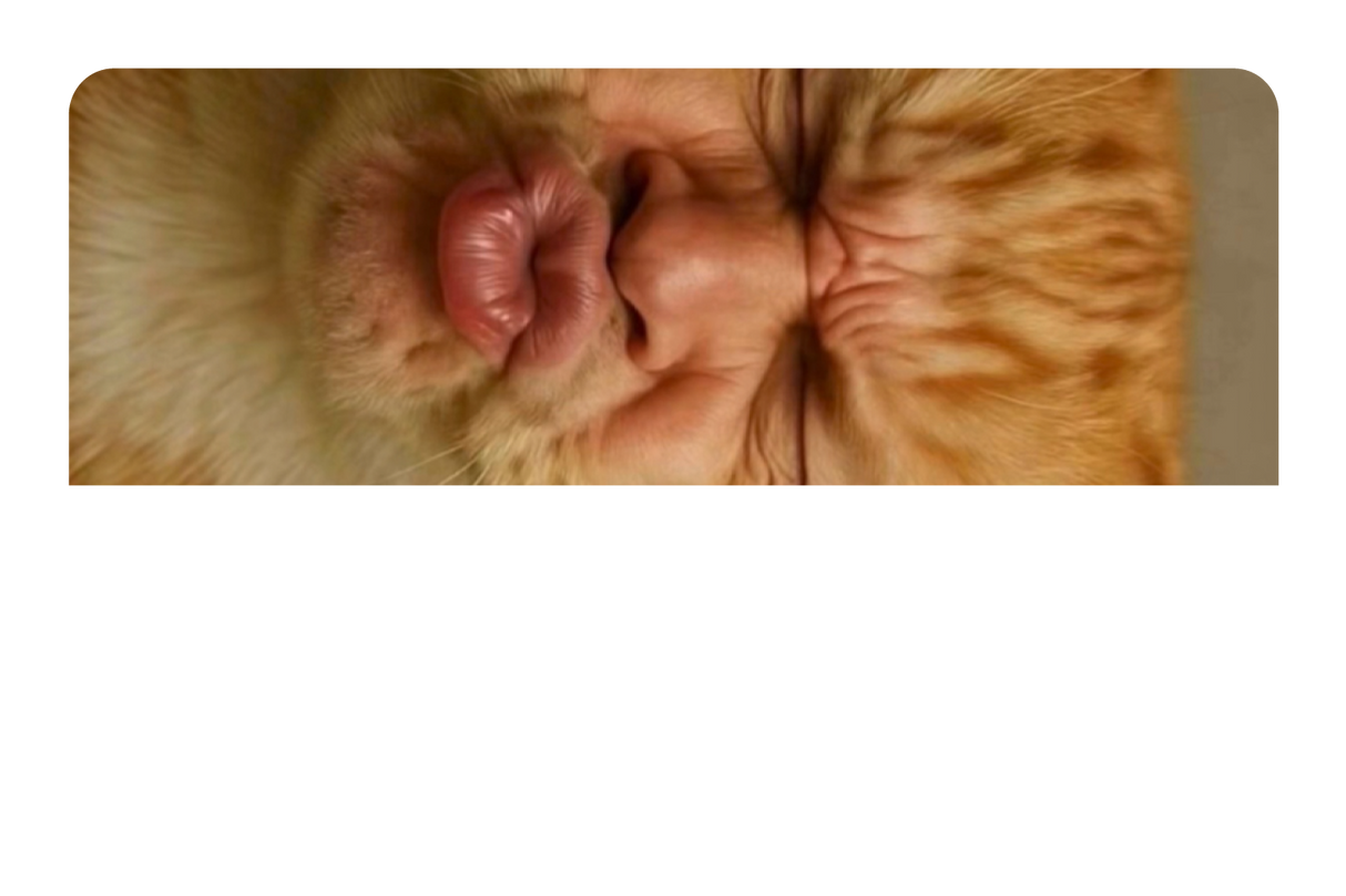 Kissy Cat