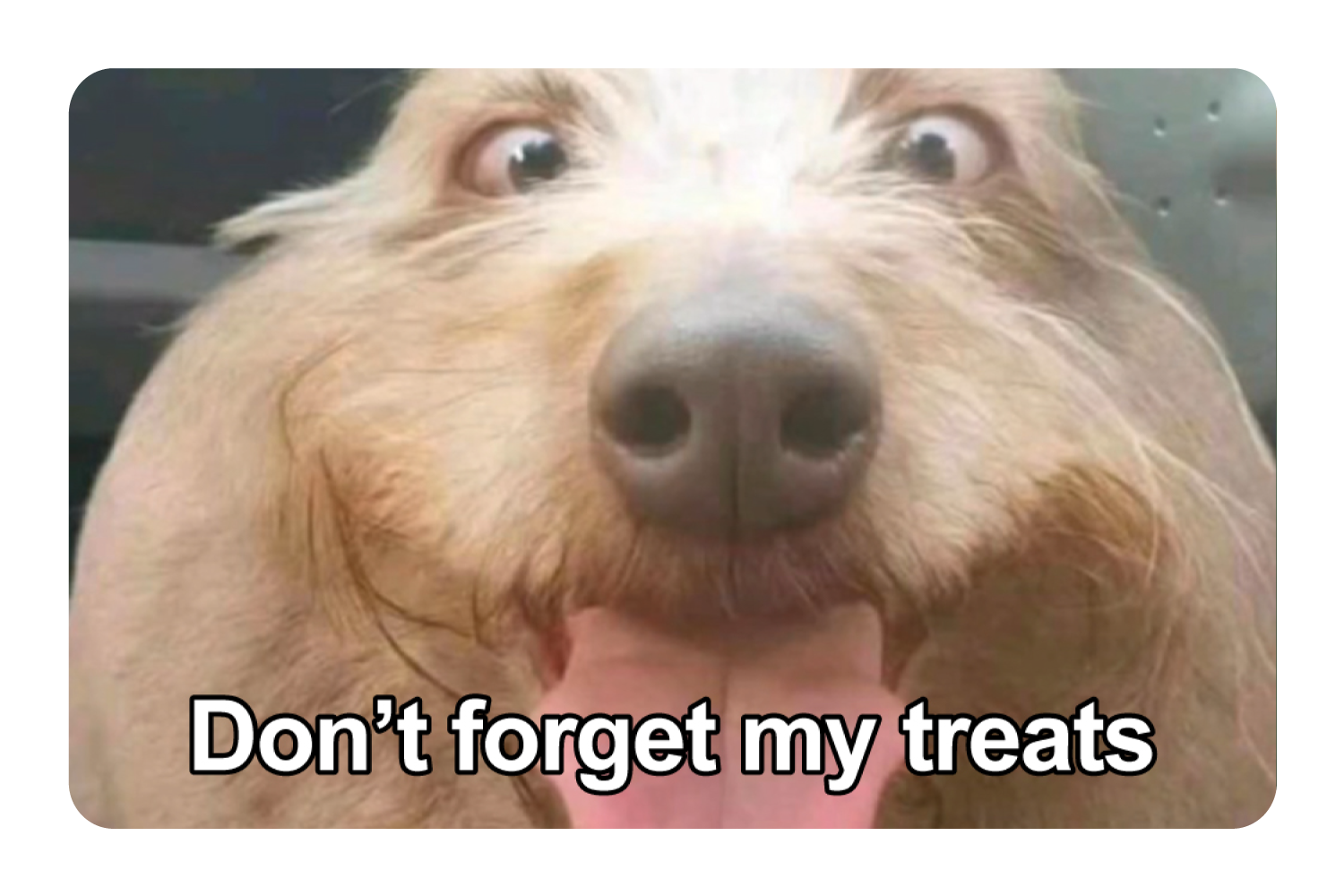 Don't Forget My Treats