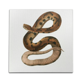 Hognose Snake Wall Art