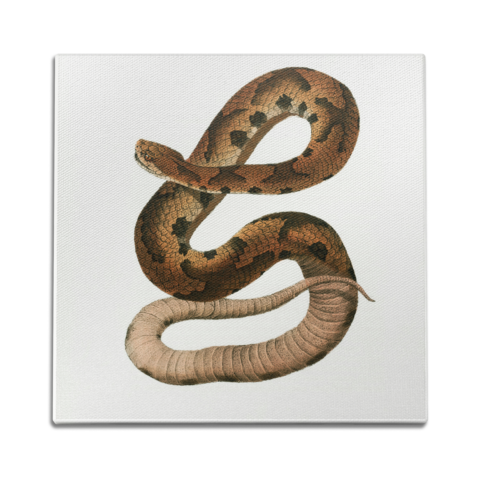 Hognose Snake Wall Art