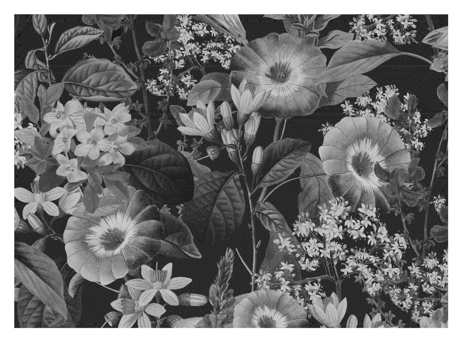 Black and White Floral