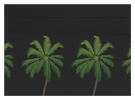 Palm Trees