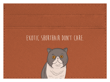 Exotic Shorthair don't care