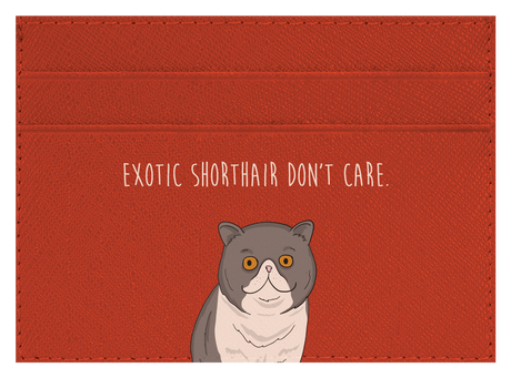 Exotic Shorthair don't care