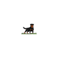 Rotty