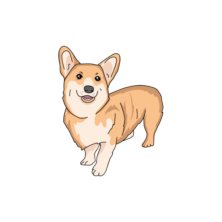 Corgi