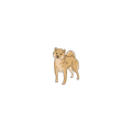 Shiba Inu