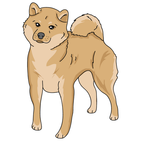 Shiba Inu