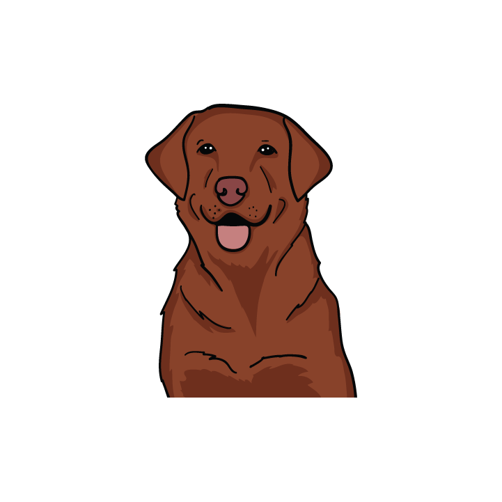 Chocolate Lab