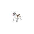 Pitbull