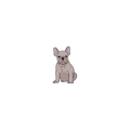 Frenchie