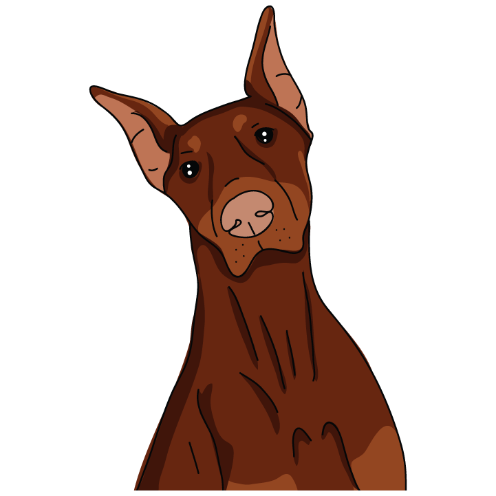 Dobermann