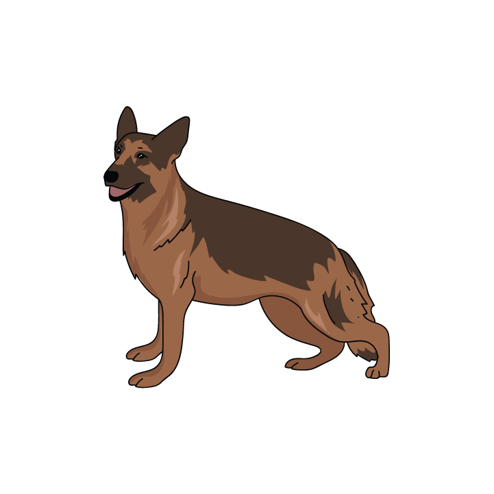 German Shepard