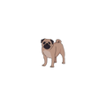 Pug