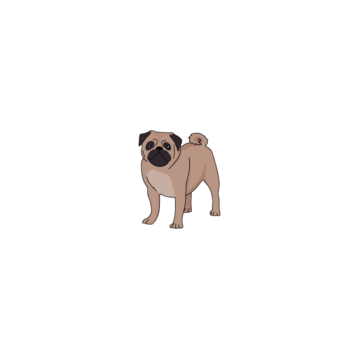 Pug