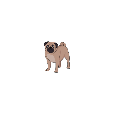 Pug