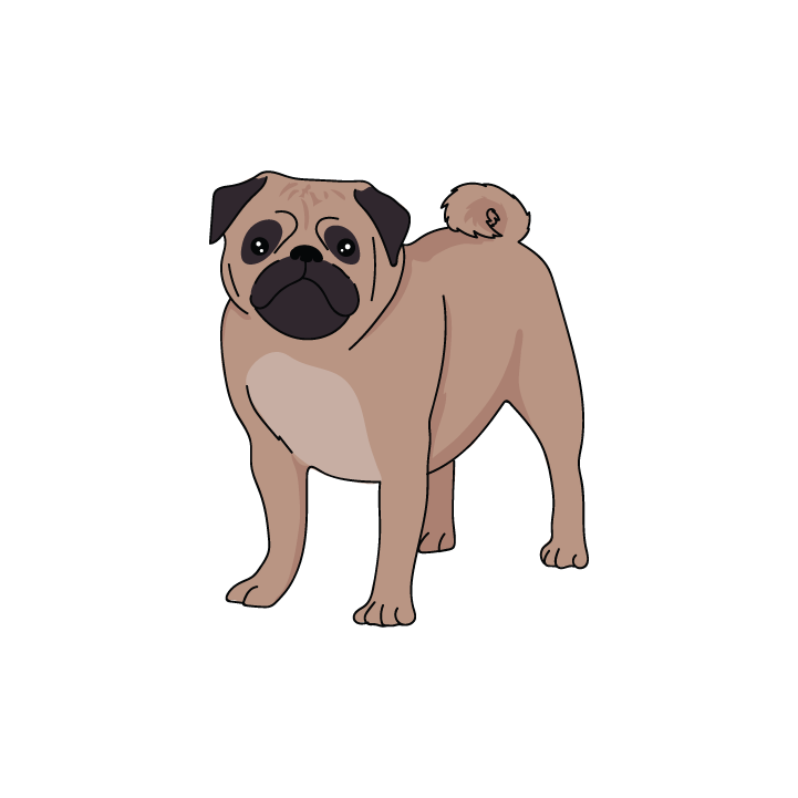 Pug