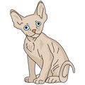 Devon Rex