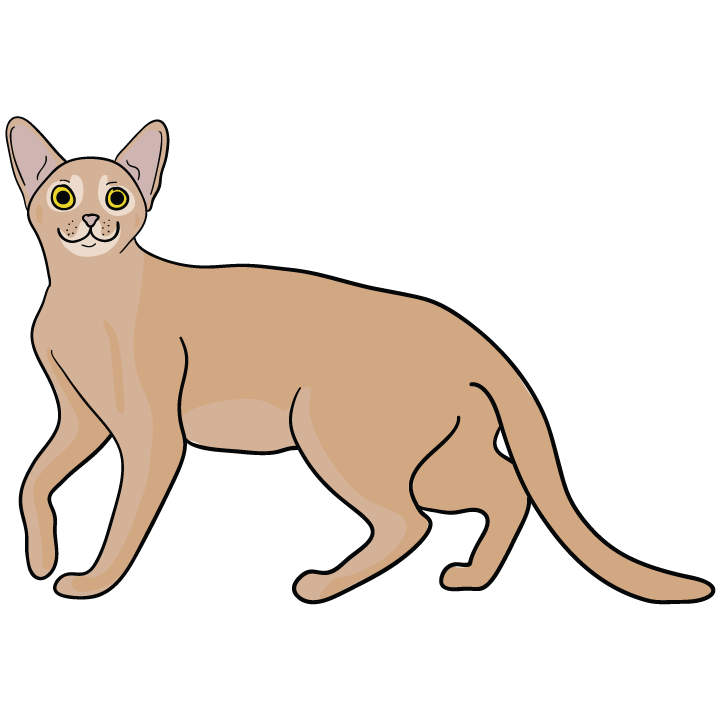 Abyssinian