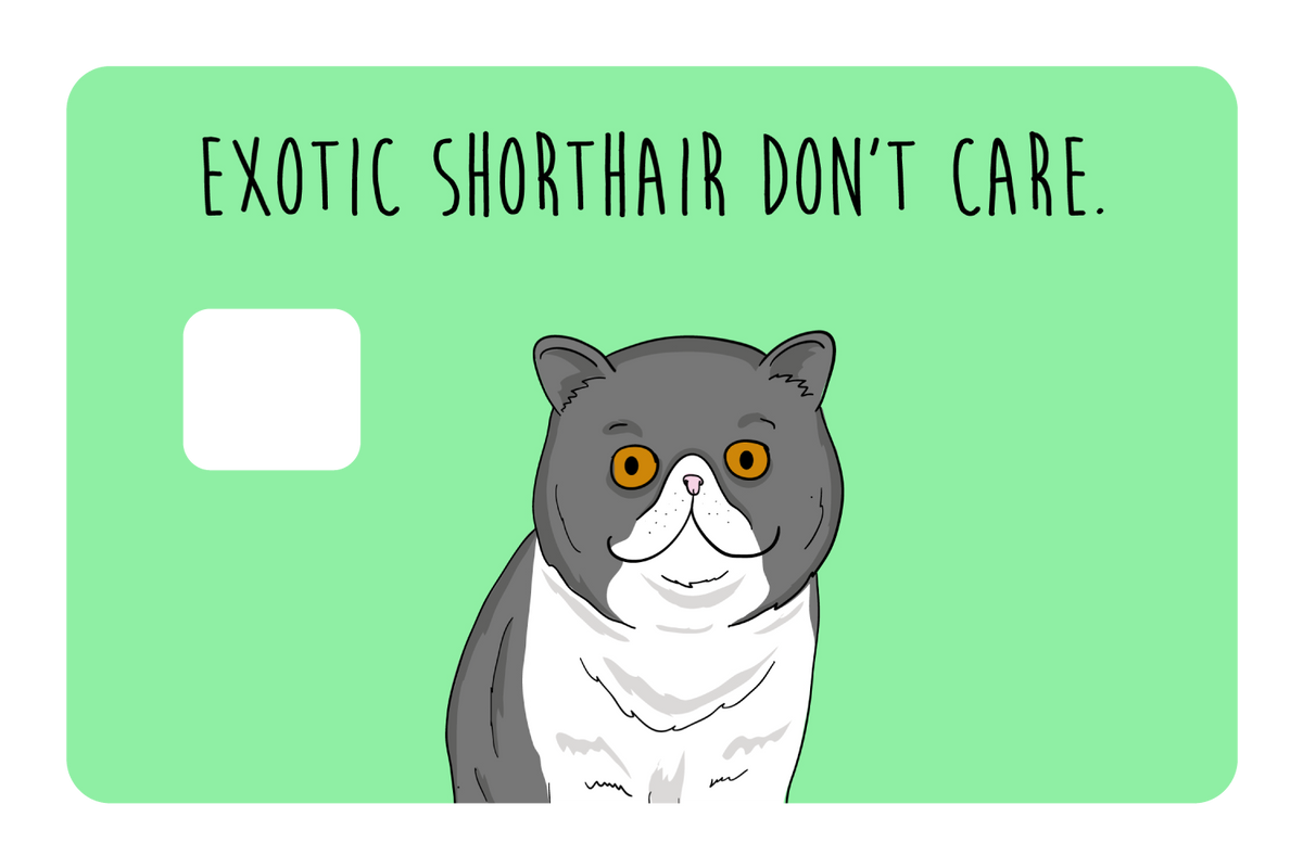 Exotic Shorthair don't care