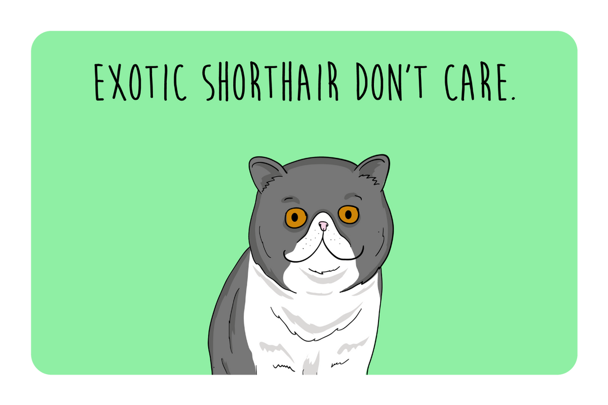 Exotic Shorthair don't care