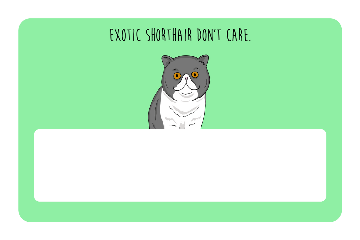 Exotic Shorthair don't care