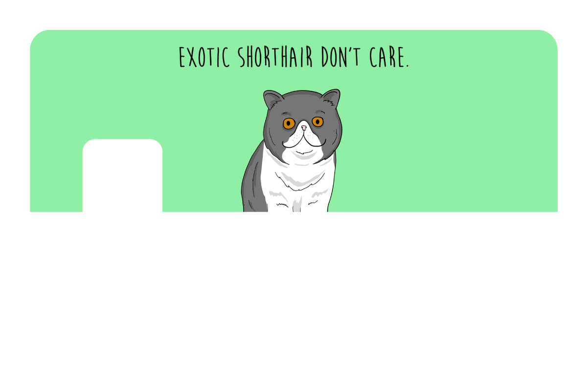 Exotic Shorthair don't care