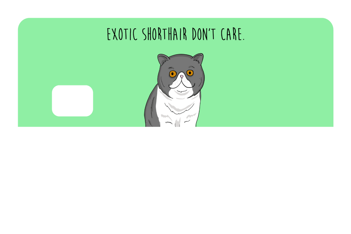 Exotic Shorthair don't care
